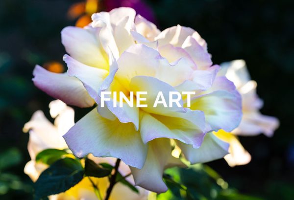 Click here for Fine Art Commissions