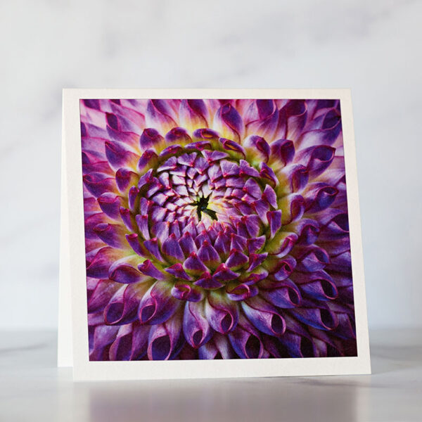 Photo of Purple Dahlia Fine Art Greeting Card