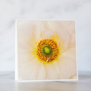 Ranunculus Close Up Greeting Card Photo