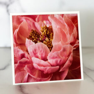 Peony Close Up Greeting Card by Melissa Ann Bagley