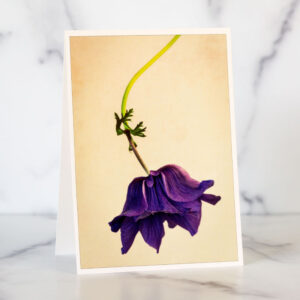 Photo of Anemone Greeting Card by Melissa Ann Bagley