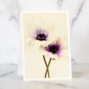Photo of Two Anemones Greeting Card by Melissa Ann Bagley
