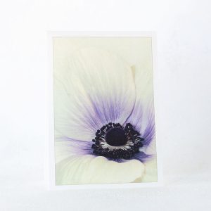 Anemone Close Up Greeting Card