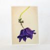 Anemone Greeting Card