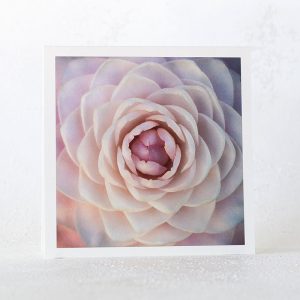 Blush Pink Camellia Greeting Card