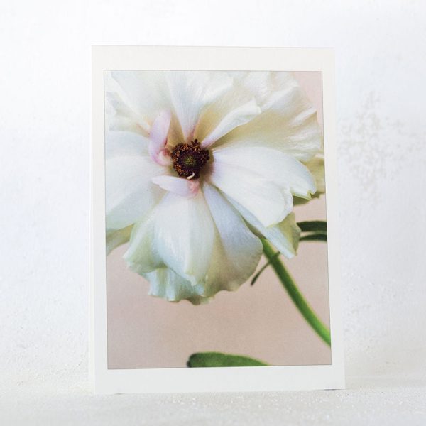 Butterfly Ranunculus Greeting Card