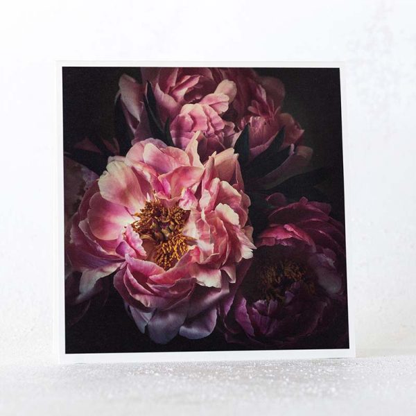 Dark Pink Peonies Greeting Card