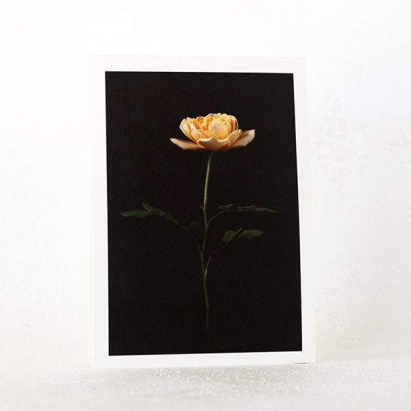Golden Rose Greeting Card