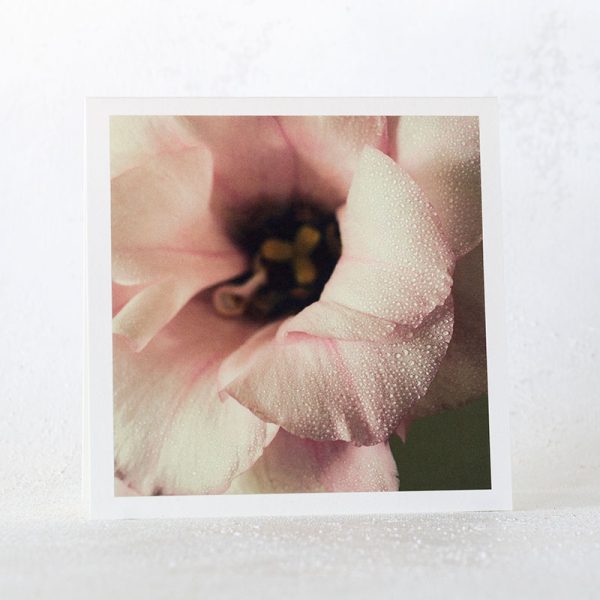 Pink Lisianthus with Water Droplets Greeting Card