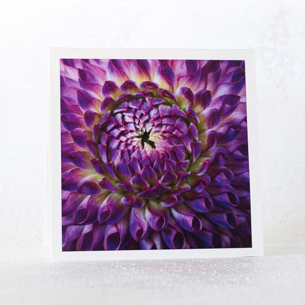 Purple Dahlia Greeting Card