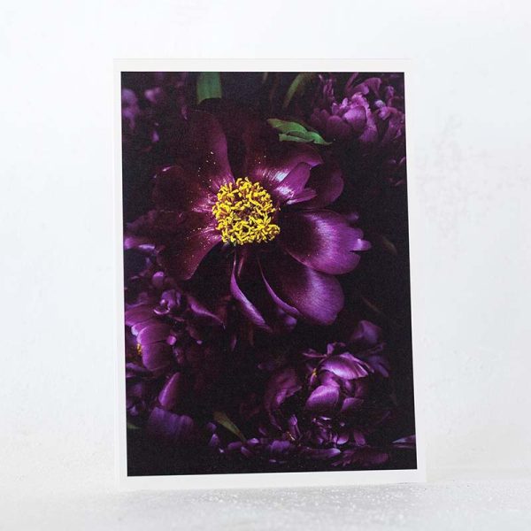 Purple Peonies Greeting Card