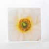 Ranunculus Close Up Greeting Card