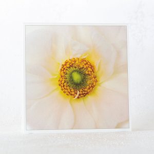 Ranunculus Close Up Greeting Card