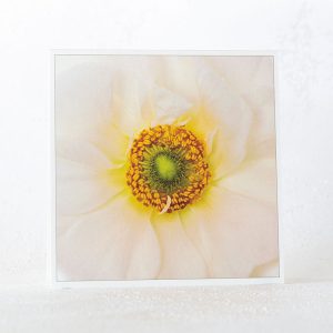 Ranunculus Close Up Greeting Card