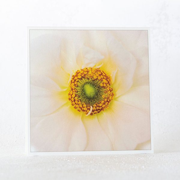 Ranunculus Close Up Greeting Card