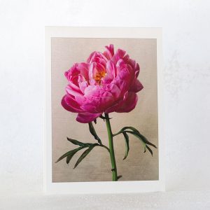 Single Pink Peony Greeting Card