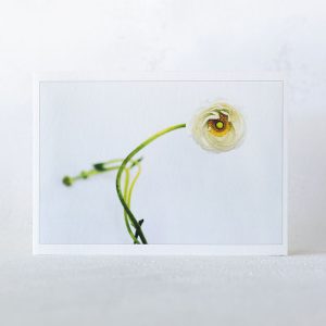 Single White Ranunculus Greeting Card