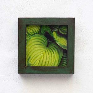 Hosta Details v1_Melissa Bagley