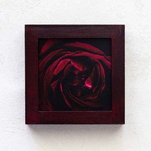 La Rosa di Velluto_Melissa Bagley