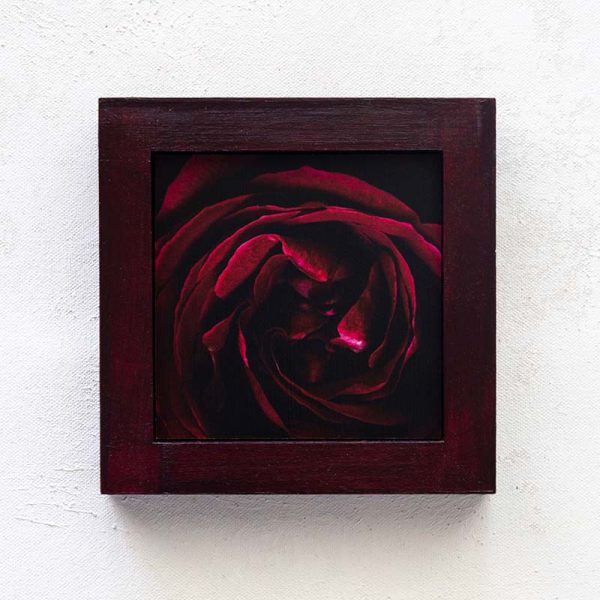 La Rosa di Velluto_Melissa Bagley