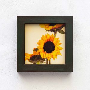 Pure Sunshine v1_Melissa Bagley