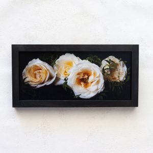 Rosa e Ombre_Melissa Bagley