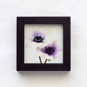 The Anemones_Melissa Bagley