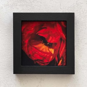 Ranunculus Details Miniature