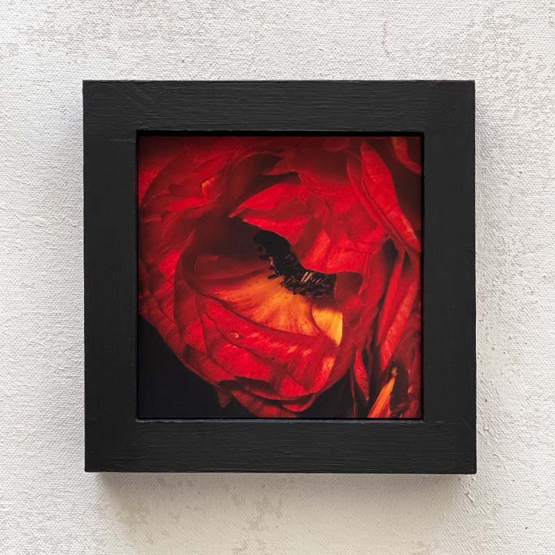 Ranunculus Details Miniature