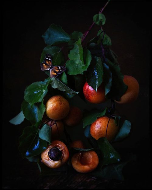 Apricots and Butterfly Print