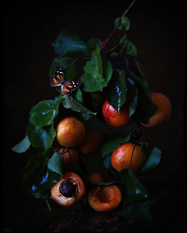 Apricots and Butterfly Print