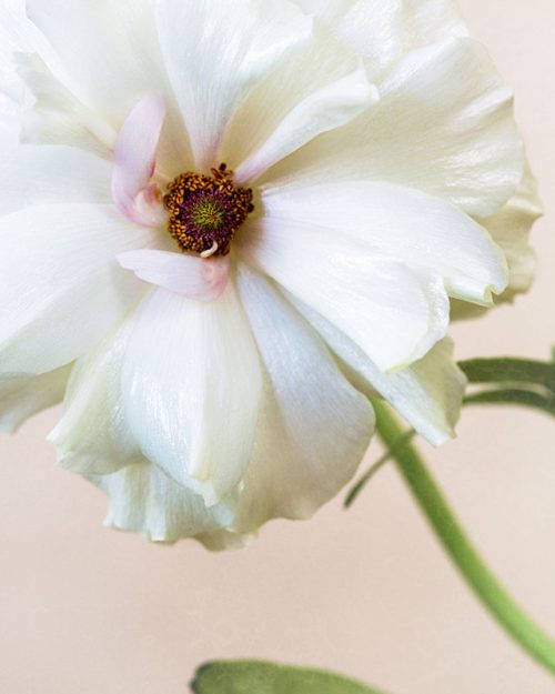 Butterfly Ranunculus Print