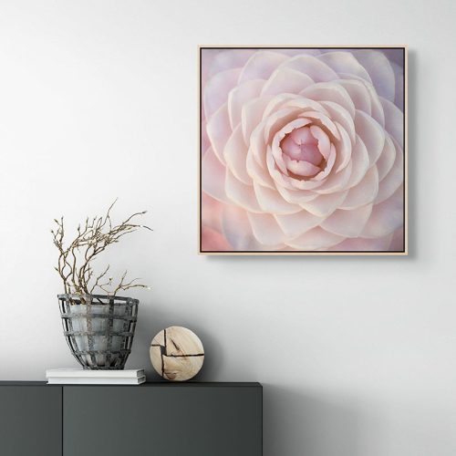 Camellia framed canvas