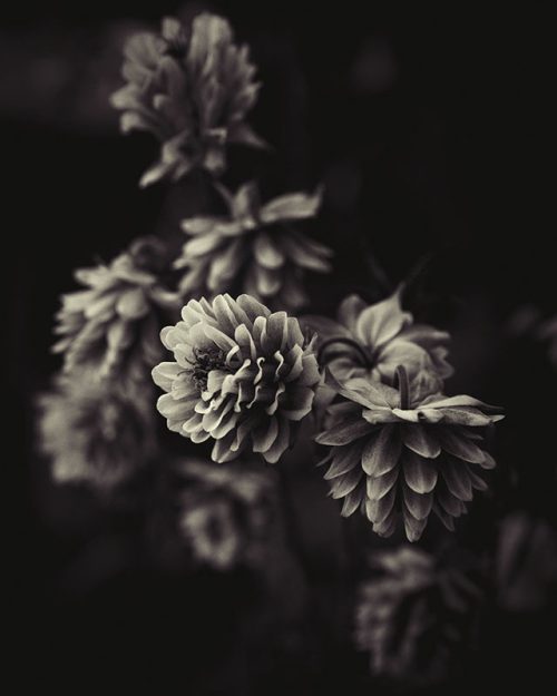 Columbine Print