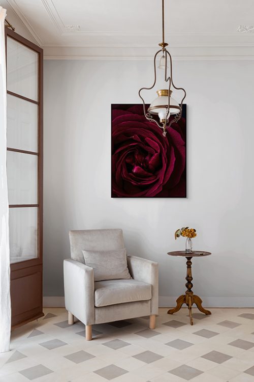 Mr Lincoln Rose Framed Canvas