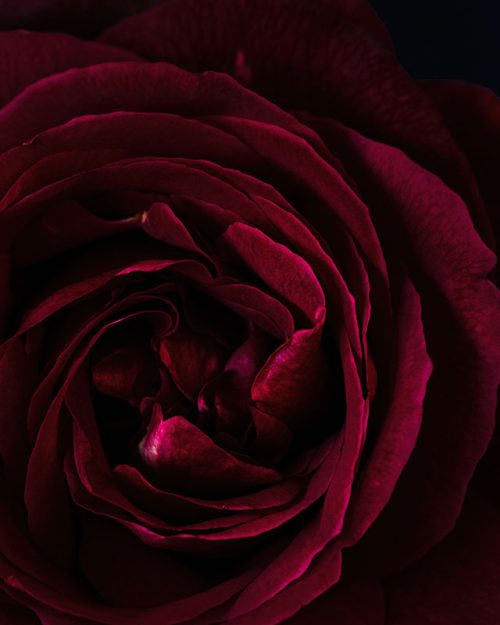 Mr Lincoln Rose Print
