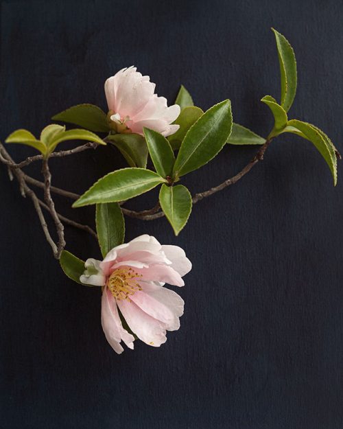 Pale Pink Camillas Print