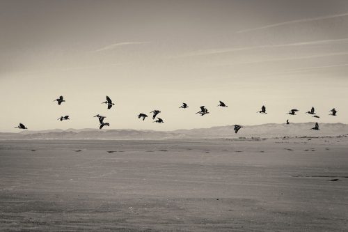 Pelicans in Flight