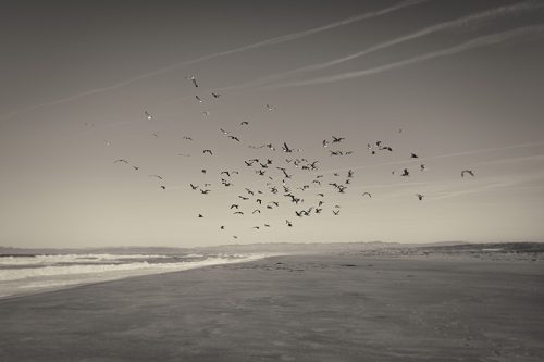 Pelicans at the Shore Print
