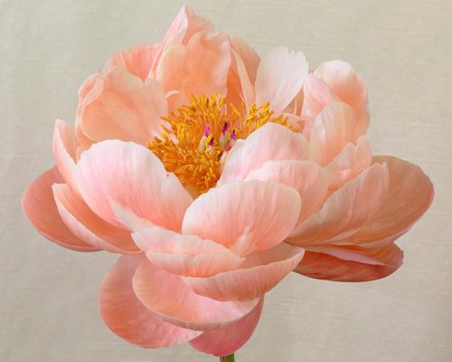 Light Pink Peony Print