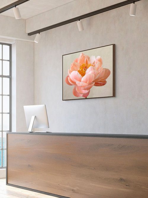 Coral peony framed canvas