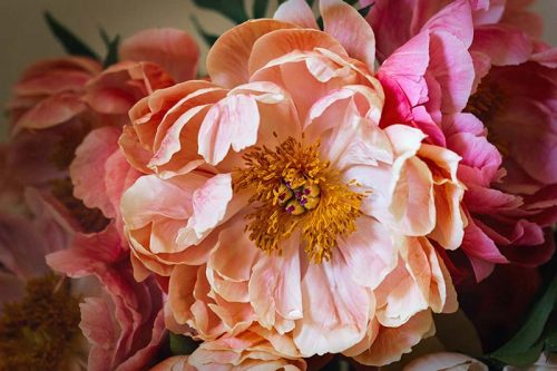 Peony Details Print