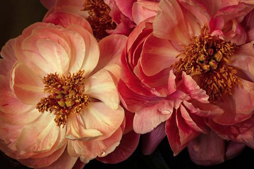 Peony Portrait Print