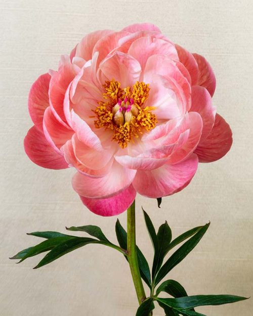 Pink Peony Print