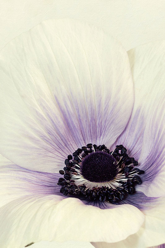 Anemone Details Print