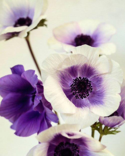 Purple Anemones Print