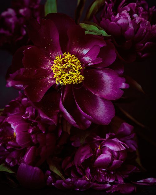 Purple Peonies Print