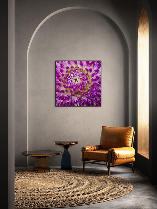 Purple dahlia framed canvas