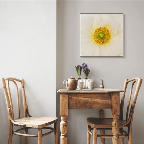 Ranunculus Up Close Framed Canvas