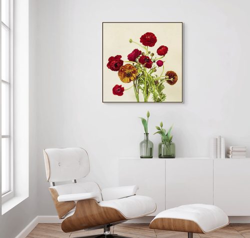 Red & Orange Ranunculus Framed Canvas